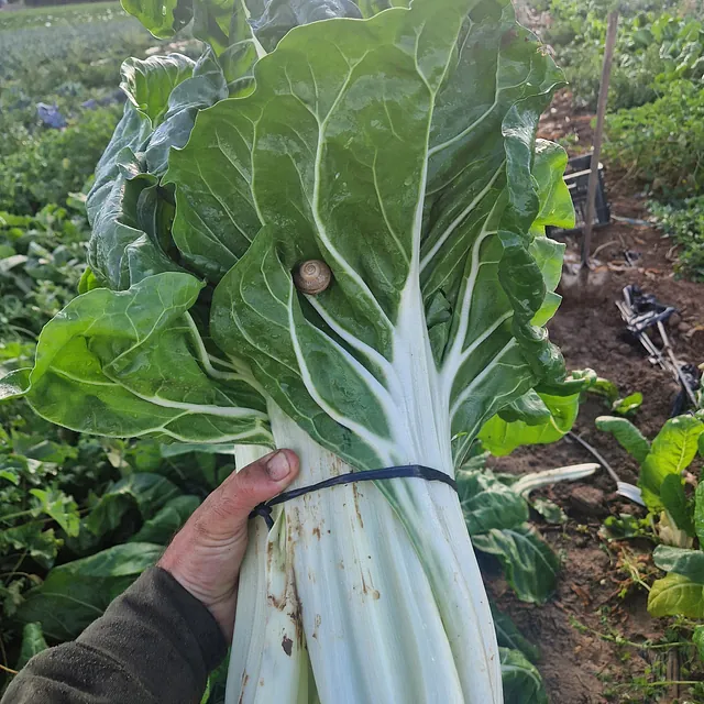 Verduras