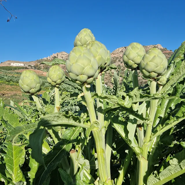 Verduras